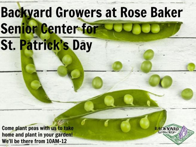 Rose Baker St. Patty Blurb