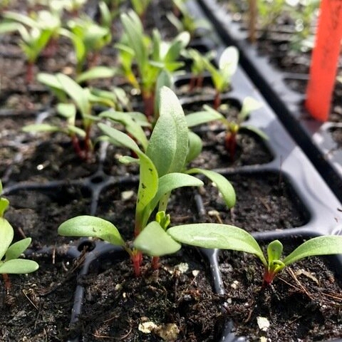 Seedlings